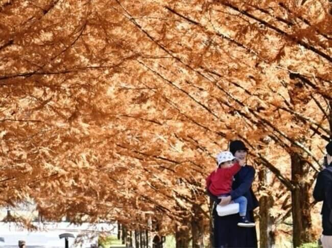 オレンジのトンネル見頃 身延