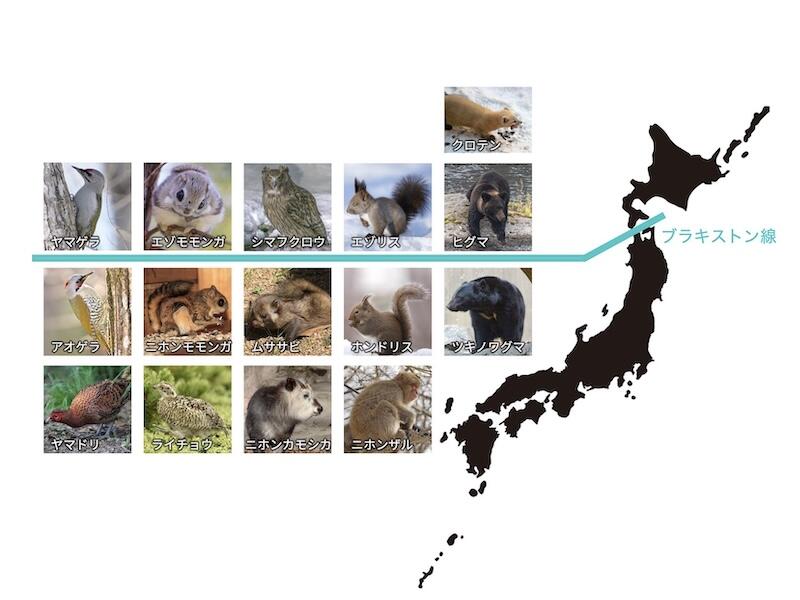 陸上動物の分布を隔てる『ブラキストン線』について