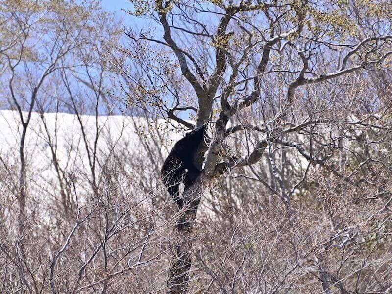 クマは増えてる？ツキノワグマとヒグマの今。