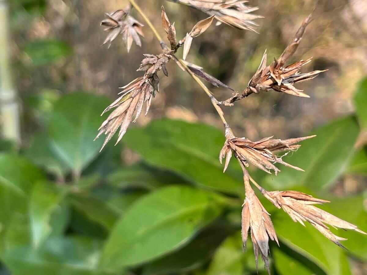 120年ぶりに⽵が咲く〜⽵の開花が只今進⾏中！そのあと⼀⻫に枯れる不思議の ワケは？