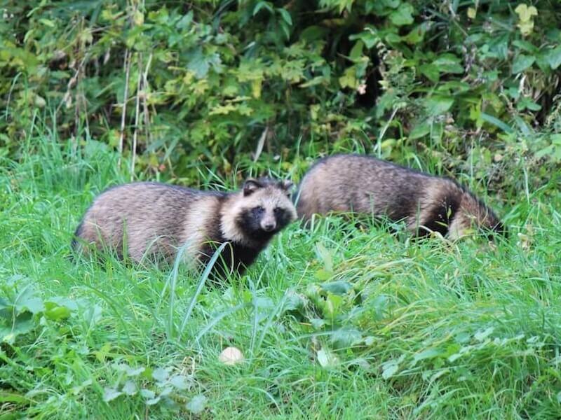 タヌキとは?その生態や被害の対策について