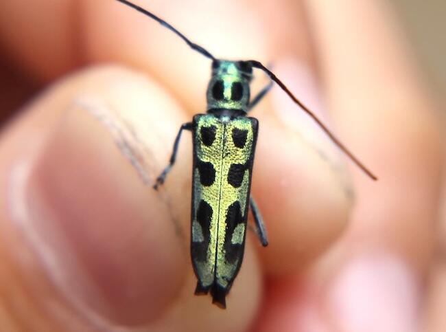 虫ファンのための山梨のススメ